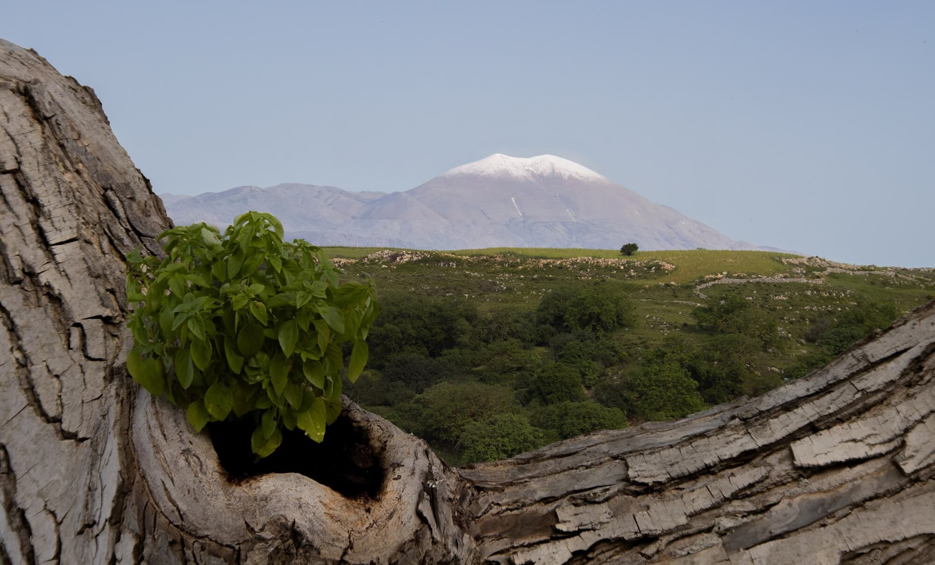 Hills and mountains around the house, framed by olive bark